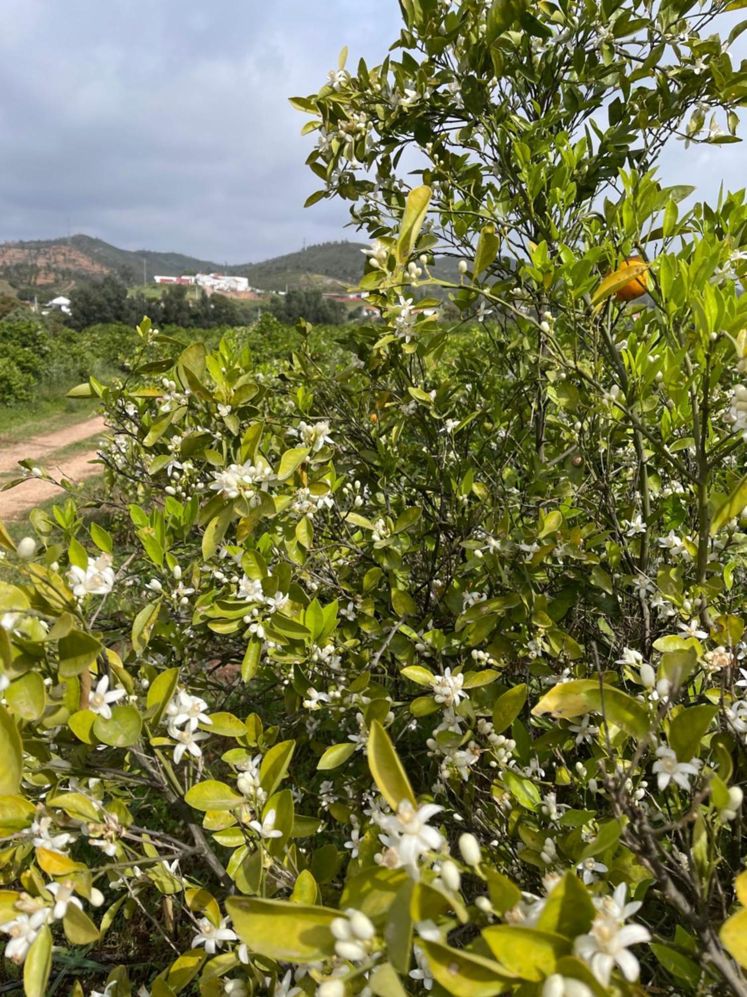 Orange Grove Residence Silves Exterior photo